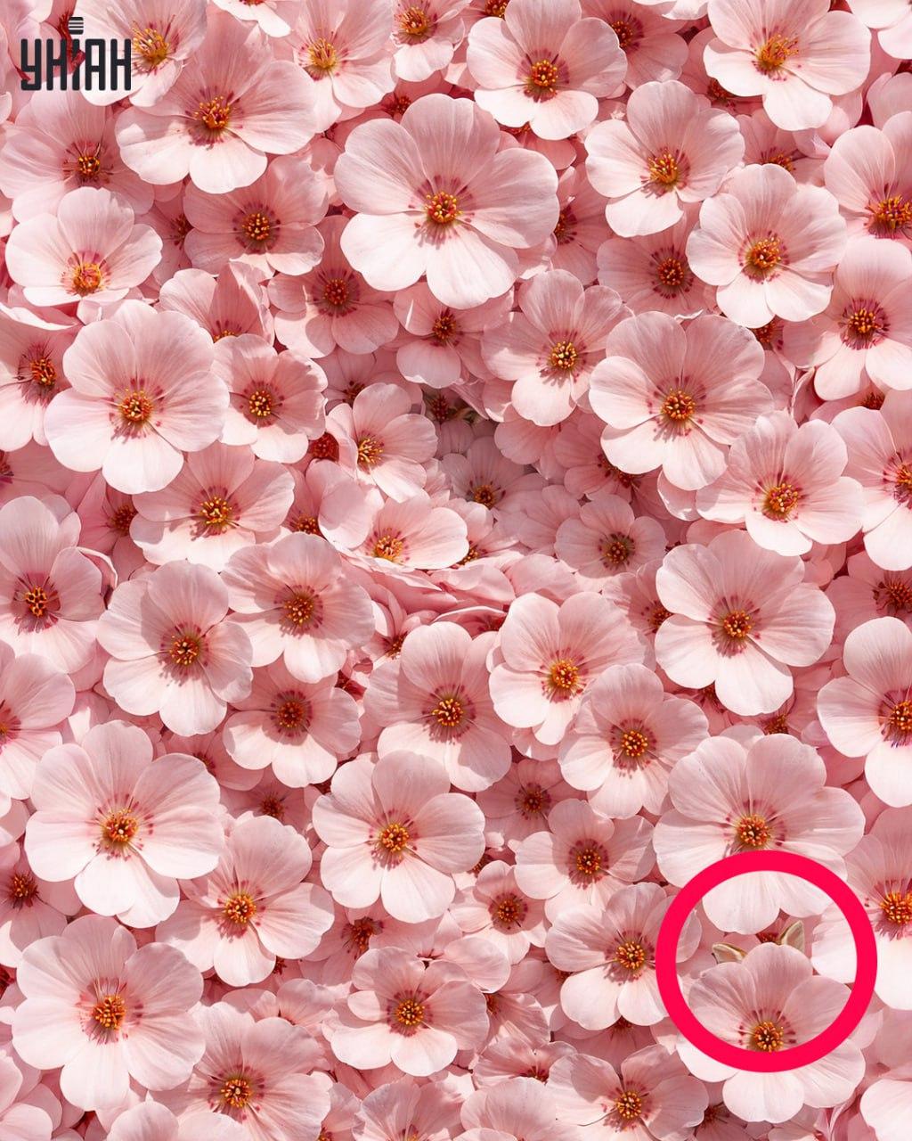 Само 1% от хората могат да намерят заек за 11 секунди: изненадващо сложна оптична илюзия