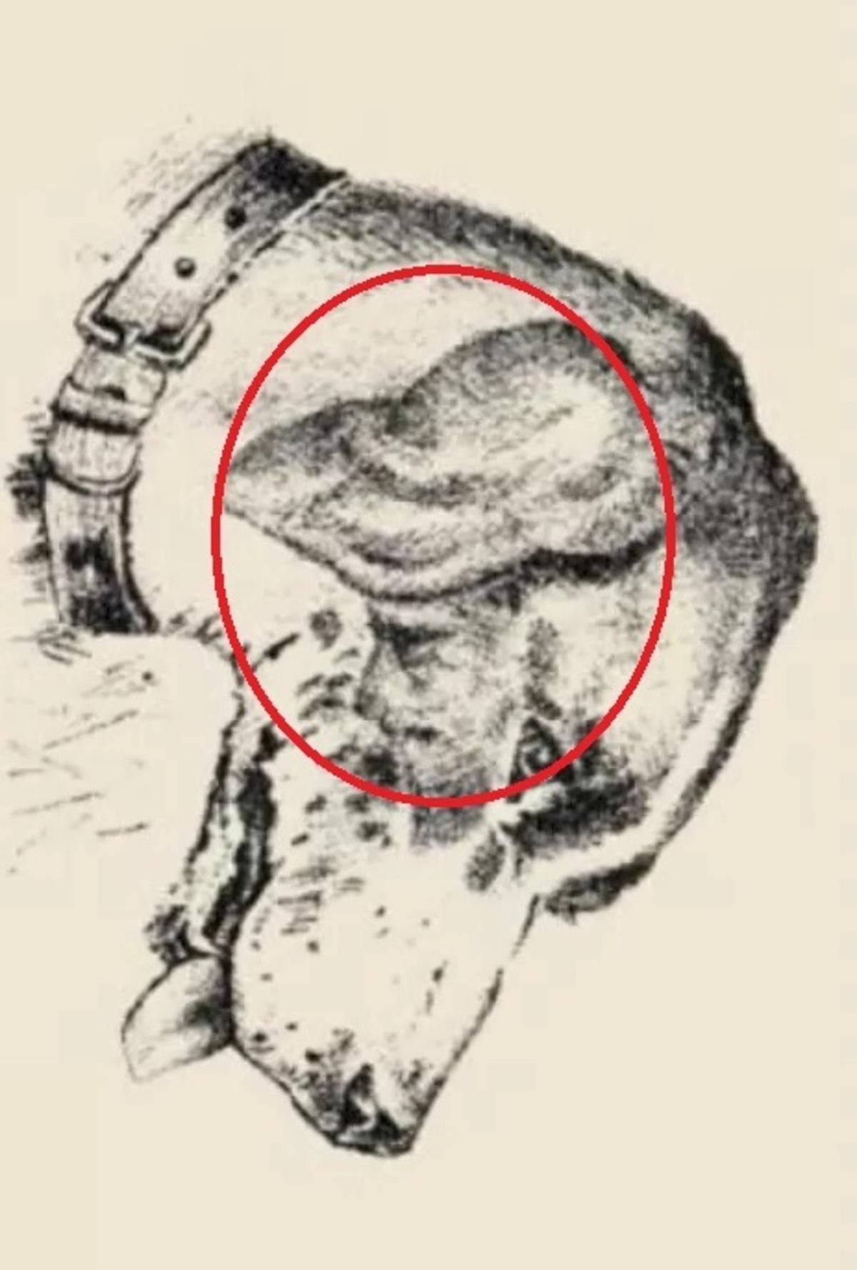 Човешкото лице беше върху ухото на кучето / нарисувано от safalta.com