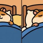 IQ тест: открийте 3 разлики в снимка на спящ хамстер