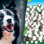 Къде се крие кучето: само малцина ще го намерят сред