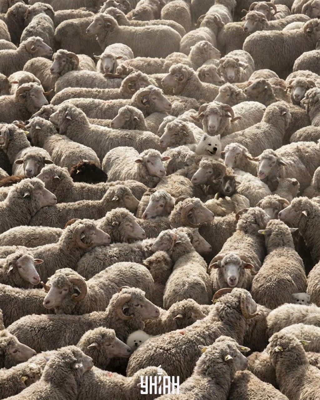 Само един на 100 може да открие всички кучета на картинката за 12 секунди: предизвикателна пъзел игра