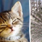 Всички виждат паун, а само хората с висок коефициент на